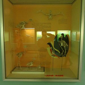 Land Bird Skeletons