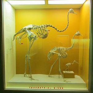 Terrestrial Bird Skeletons