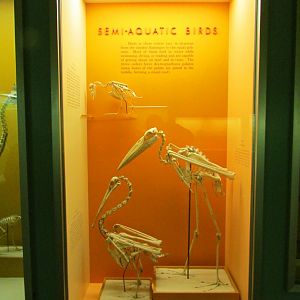 Semi-Aquatic Bird Skeletons