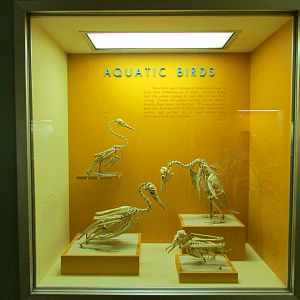 Aquatic Bird Skeletons