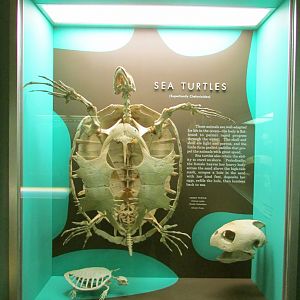 Sea Turtle Skeletons