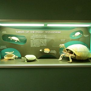 Testudinidae Turtle Skeletons