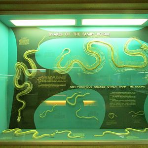 Non-Venomous Snake Skeletons