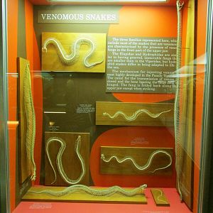 Venomous Snake Skeletons
