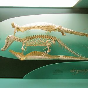 Black Caiman Skeleton