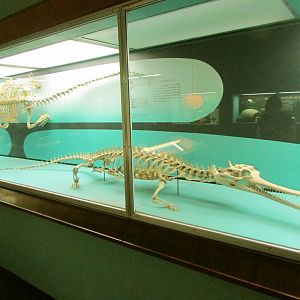Gharial Skeleton