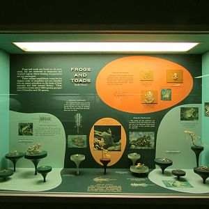 Frog & Toad Skeletons