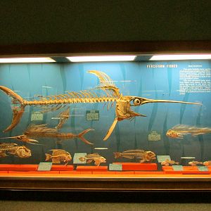 Perciform Fish Skeletons