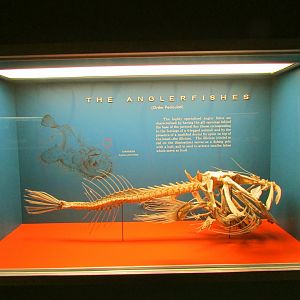 Anglerfish Skeleton