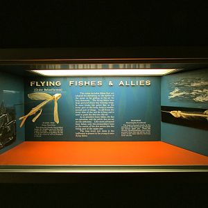 Flying Fish Skeletons