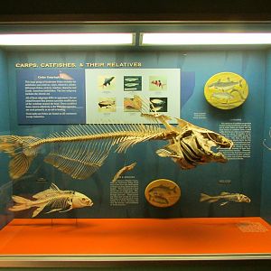 Carp & Catfish Skeletons