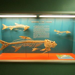 Herring-Like Fish Skeletons