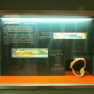 Shark Skeletons