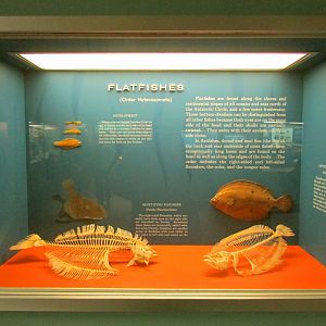 Flatfish Skeletons