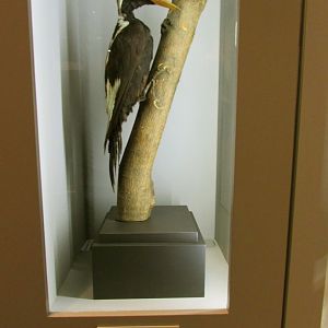 Ivory-Billed Woodpecker