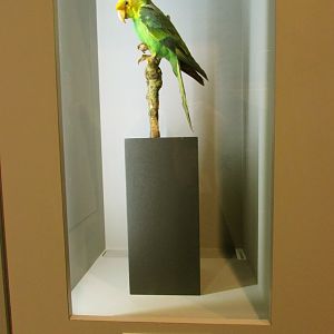 Carolina Parakeet