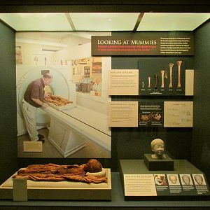 Looking At Mummies