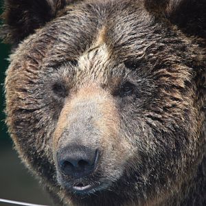 Eun-bi, the brown bear