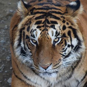 Jang-mi, the tigress