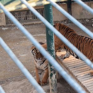 Jang-mi hits her brother dan-mi