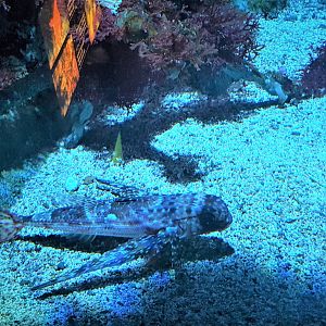 Flying fish (no species identification sign)