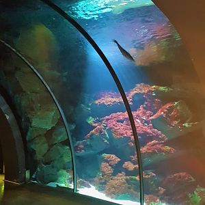 Aquarium tunnel