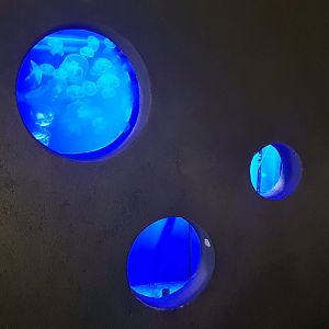 Common jellyfish (Aurelia aurita)