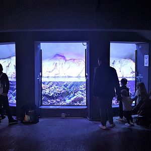 Red Sea aquarium