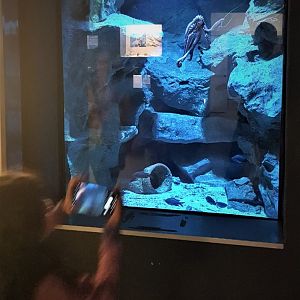Octopus aquarium