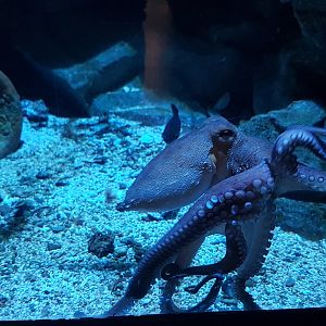 Octopus aquarium