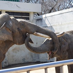 Bok-dong and Ko-soon, elderly couple asian elephant