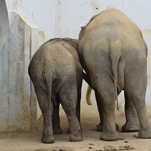 Bok-dong and Ko-soon