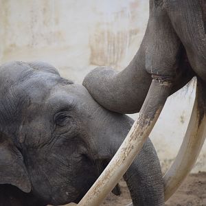 Bok-dong and Ko-soon