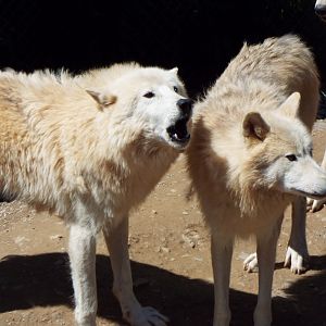 Hudson Bay Wolves CMWDP