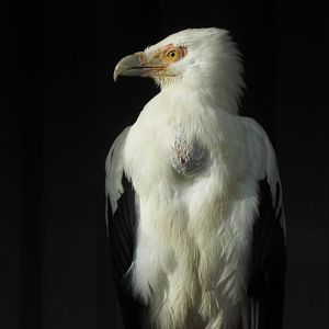 Palm-nut Vulture Exmoor Zoo