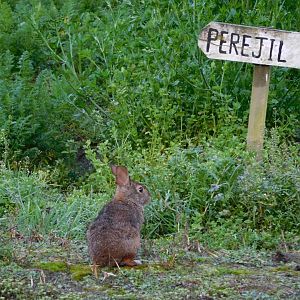 Andean Cottontail - Sylvilagus brasiliensis