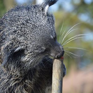 Binturong subspecies ID (Brookfield Zoo, Fall 2018)