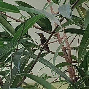 Ruby-topaz hummingbird (Chrysolampis mosquitus)