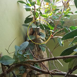 Ruby-topaz hummingbird (Chrysolampis mosquitus)