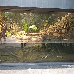 South American river vivarium