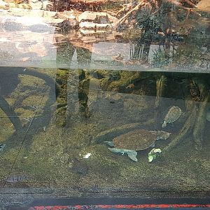 Mata mata turtle and Geoffroy's side-necked turtle