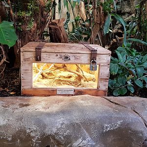 Monster Tiger Beetle (Manticora scabra)