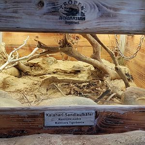 Monster Tiger Beetle (Manticora scabra)