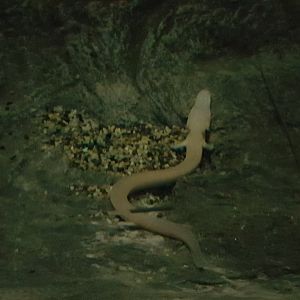 Olm (Proteus anguinus)