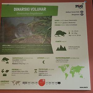 Balkan snow vole (Dinaromys bogdanovi)