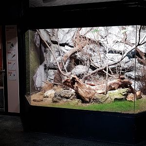 Balkan snow vole exhibit