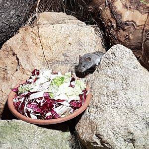 Balkan snow vole (Dinaromys bogdanovi)