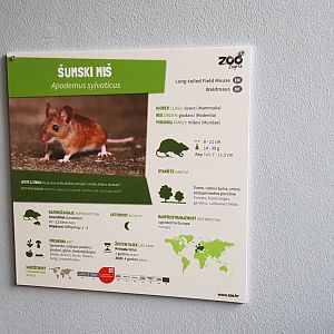 Long-tailed field mouse (Apodemus sylvaticus)