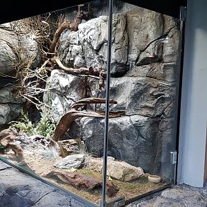 Long-tailed field mouse exhibit