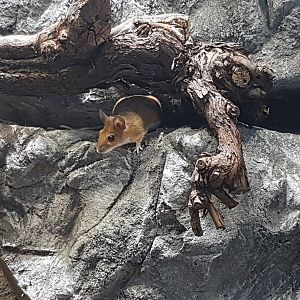 Long-tailed field mouse (Apodemus sylvaticus)